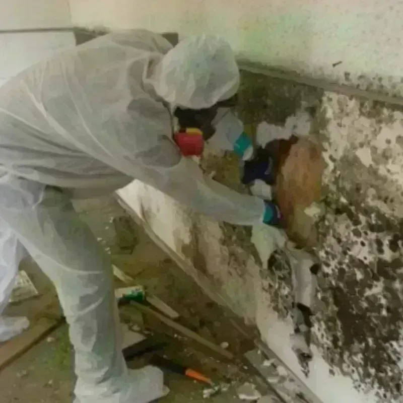 Mold Remediation and Removal in Bedford, IN